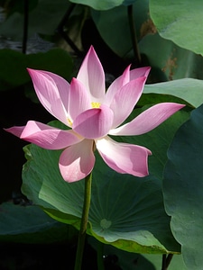 Lotus lotus blossom blossom photo