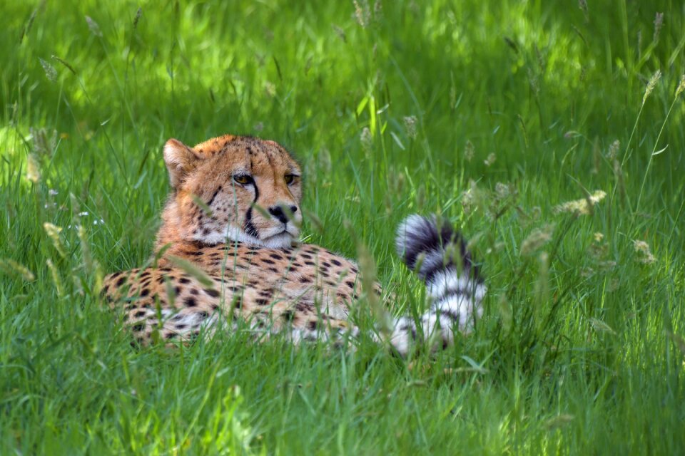 Grass carnivorous animal