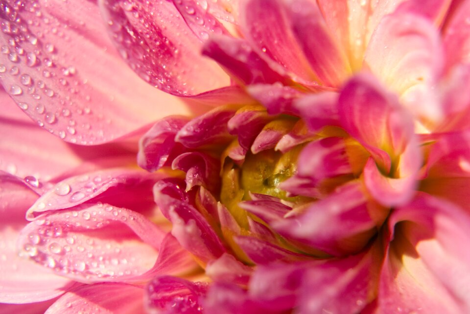 Flower plant dahlia garden