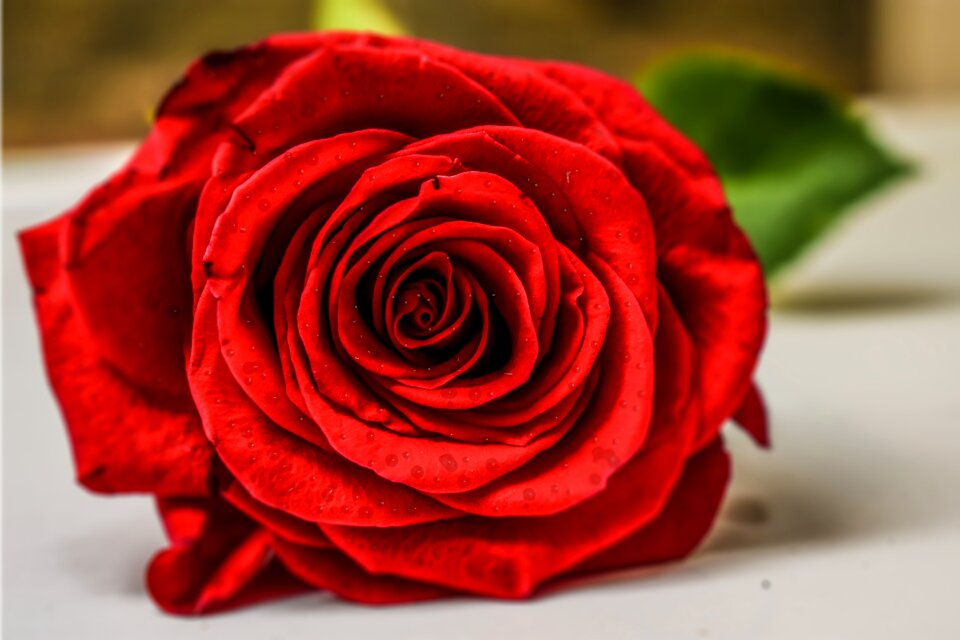 Red rose rose and water drops flower