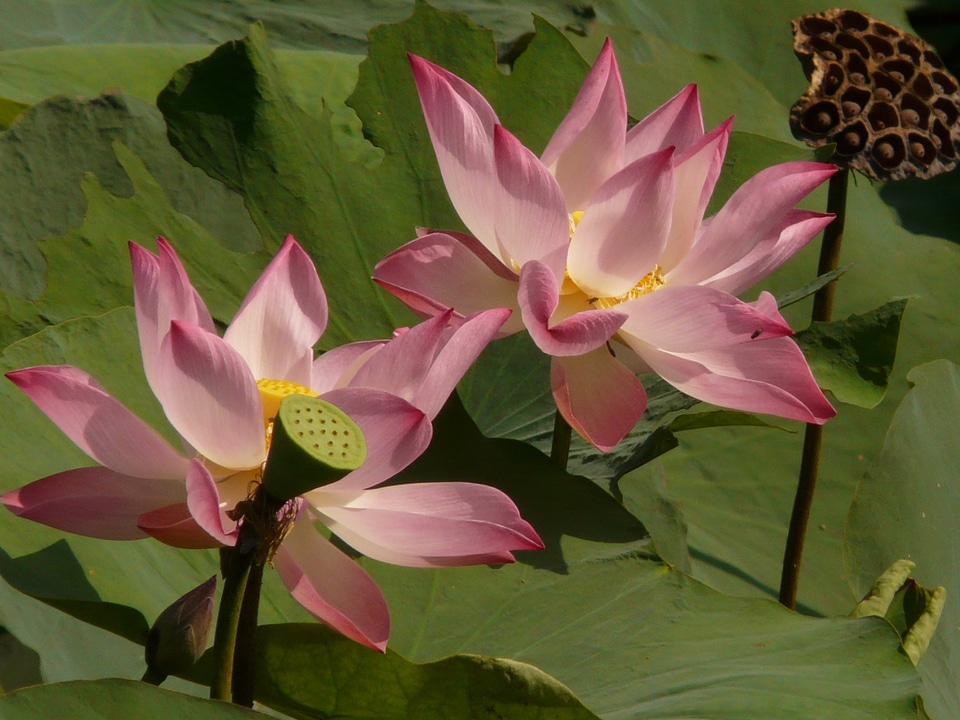 Lotus lotus blossom blossom