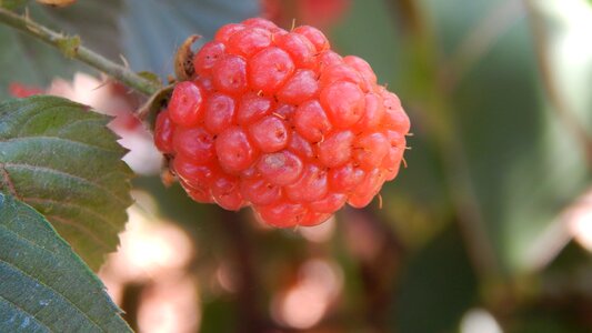 Berry fresh nature photo
