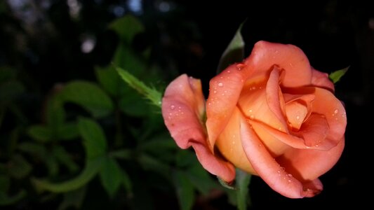 Rose effect green