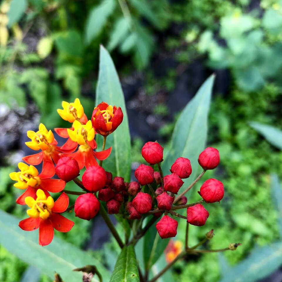 Garden plant petals