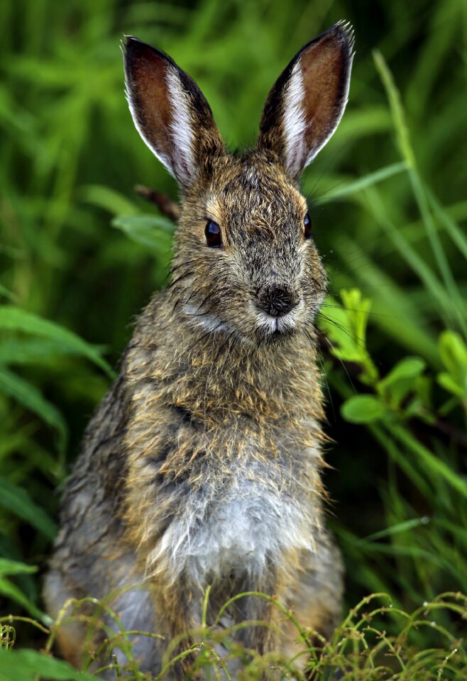 Bunny wildlife nature