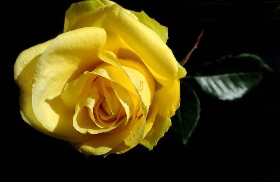Nature garden black rose