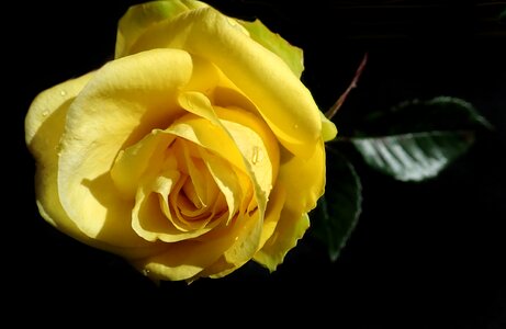 Nature garden black rose