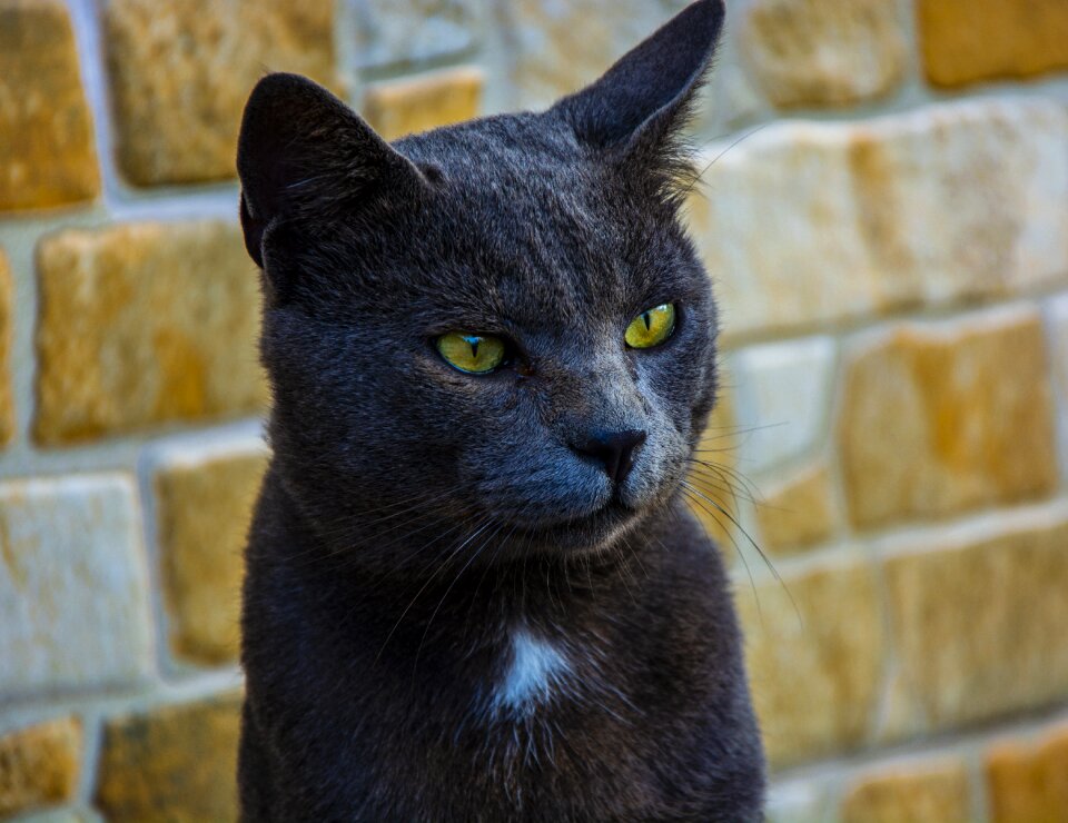 Fur leather portrait view