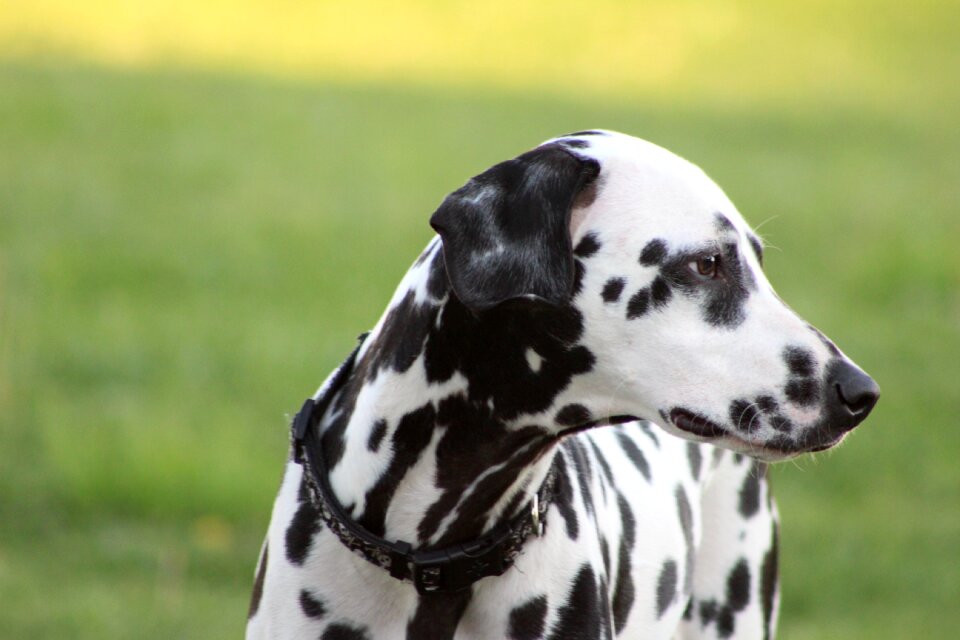 Dogs dalmatian outdoor