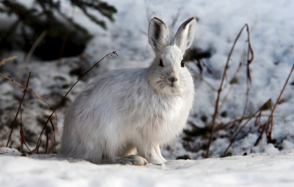 Bunny wildlife nature