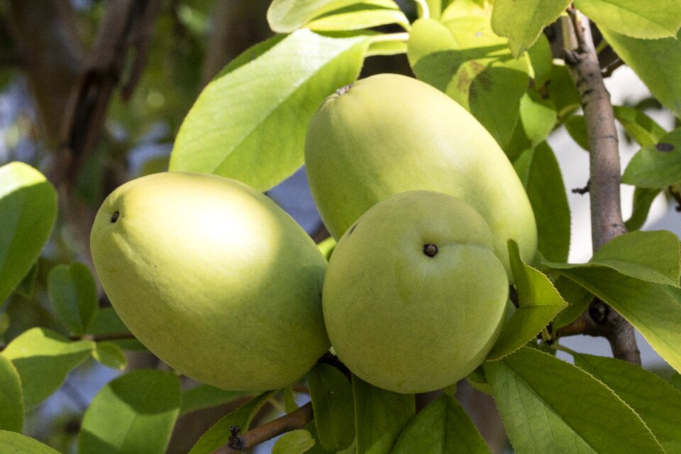 Wood fruit trees seasonal