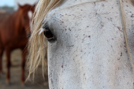 Eyes head gray horse