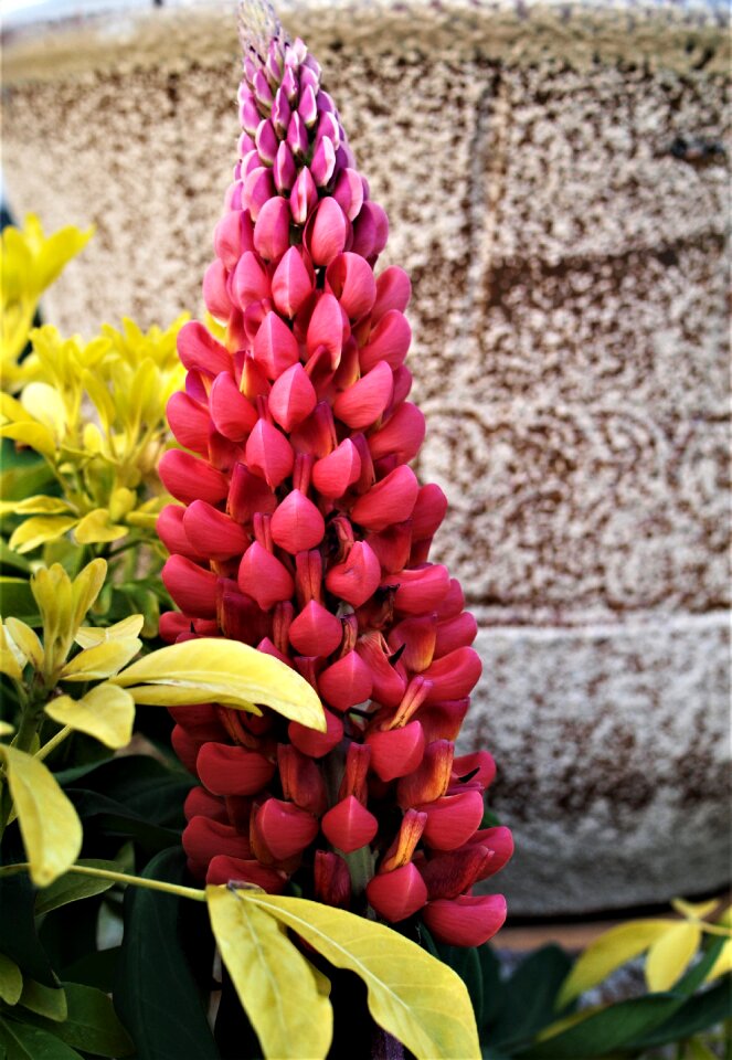 Lupin flower garden