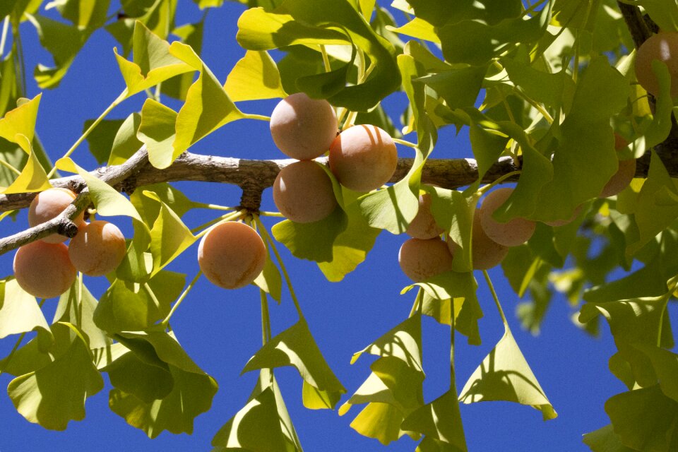 Nature wood fruit trees
