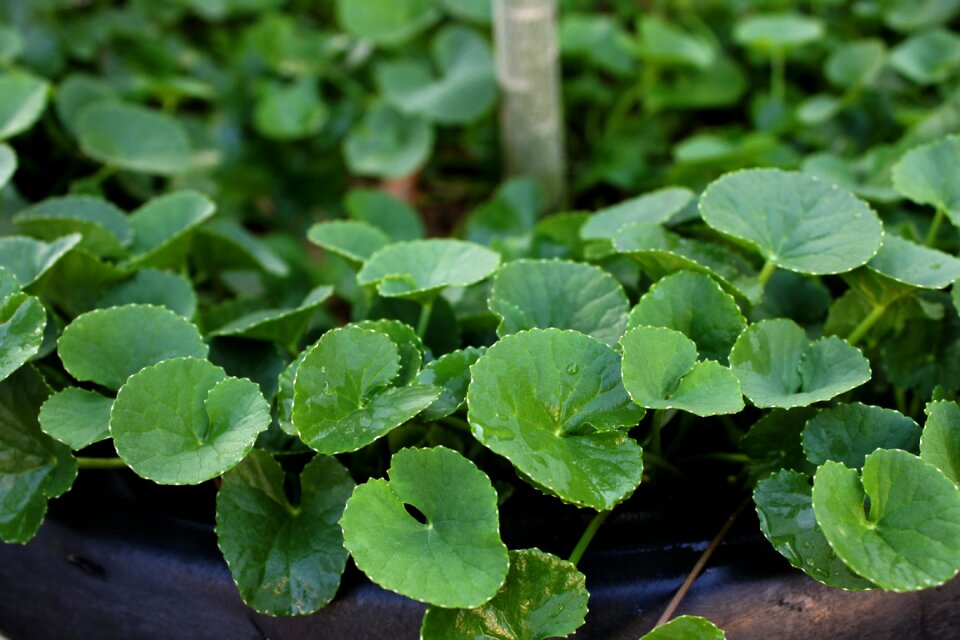 Flora health medicinal