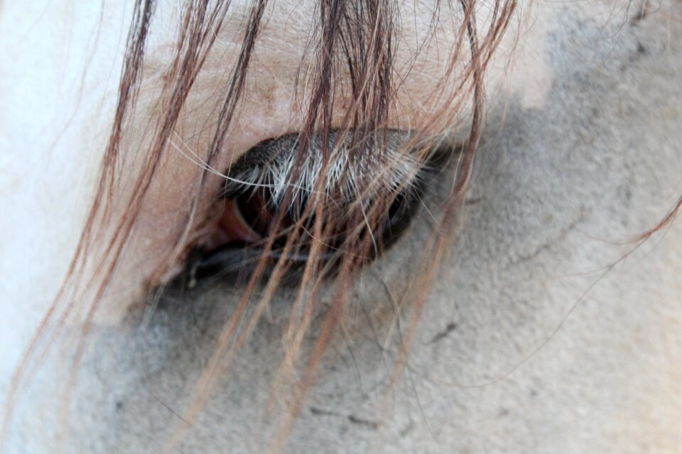 Close up eye gray horse