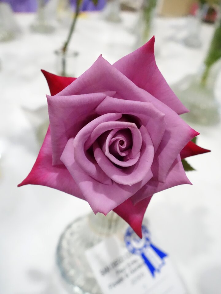 Fuschia blossom flowers