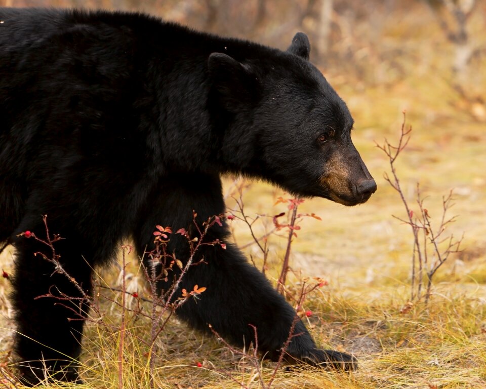 Bear wildlife berries