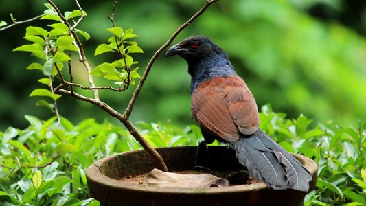 Black rusty plumage