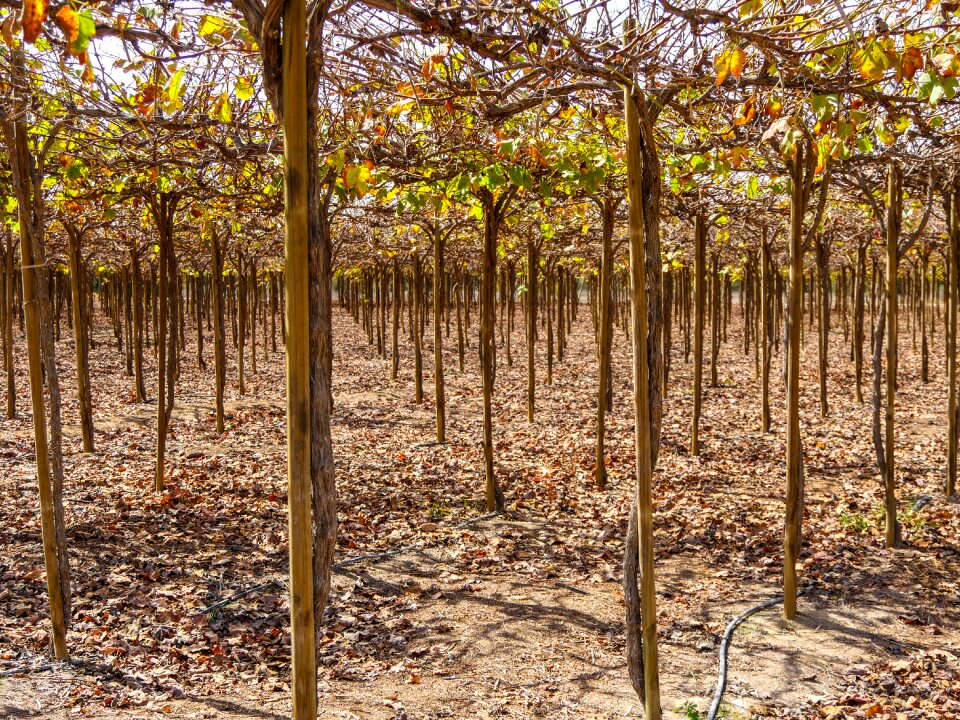 Rebstock vineyard roof