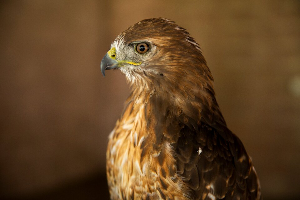 Predator majestic hawk