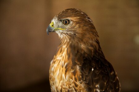 Predator majestic hawk photo