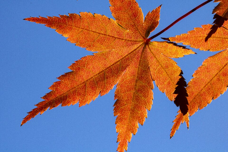 The leaves the shining brown