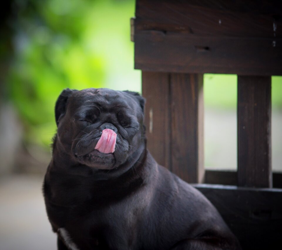 Animal cute funny