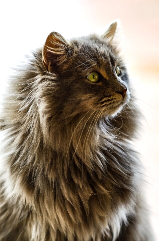 Nature portrait mammal