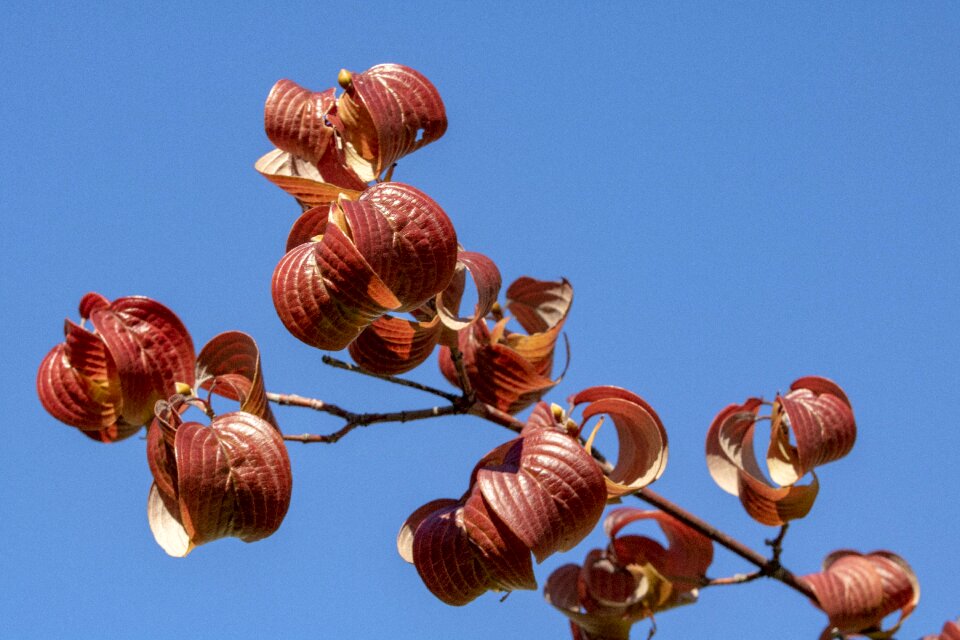 The leaves the shining brown