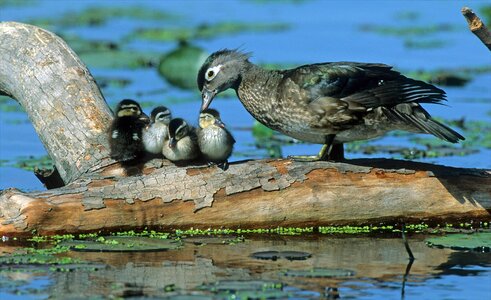 Babies brood waterfowl photo