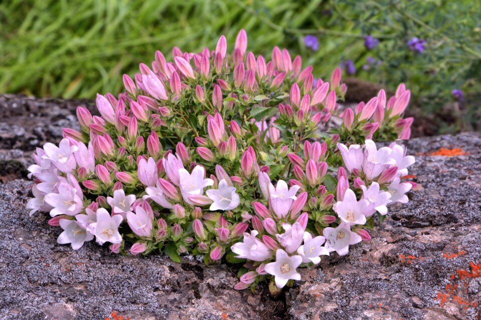 Nature flora purple flowers