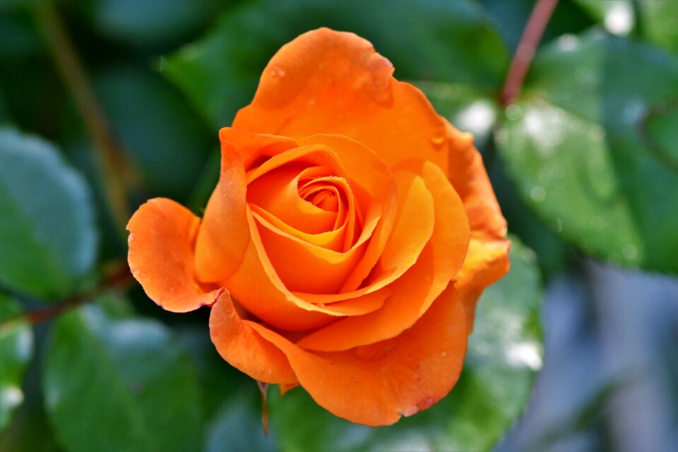 Blossom bloom orange