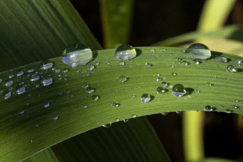 Plants raindrops water