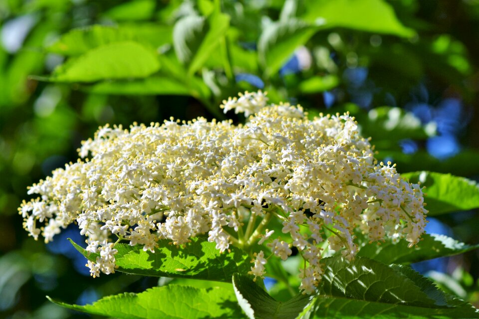 Black elderberry elderberries holder