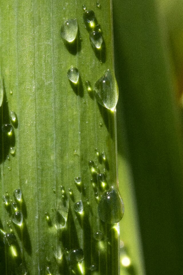 Plants raindrops water