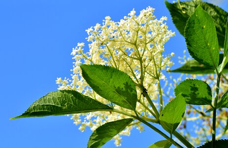 Black elderberry elderberries holder