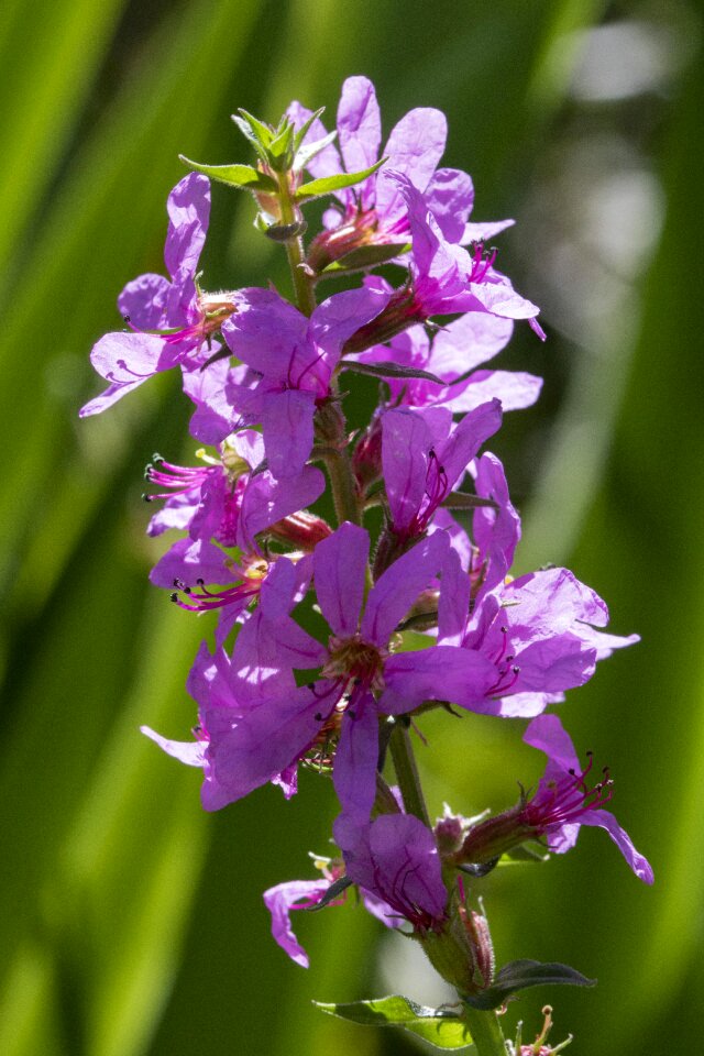 Nature plants beautiful