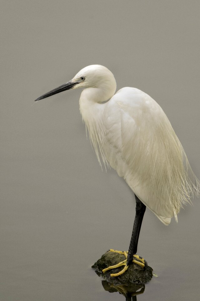 Animal nature egret