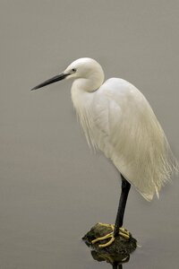Animal nature egret
