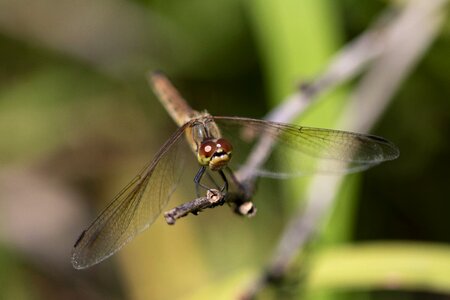 Insects nature wing