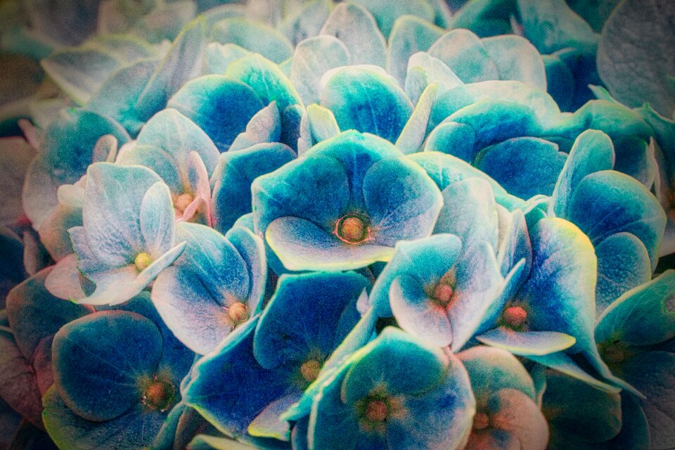 Bloom blue background
