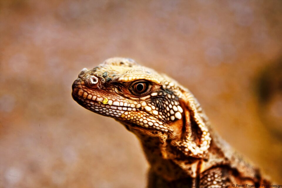 Lizard animal small