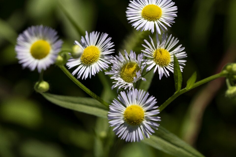 Nature flowers beautiful