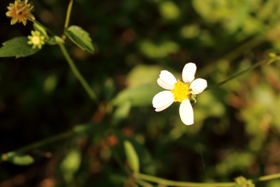 White flowers jasmine spring