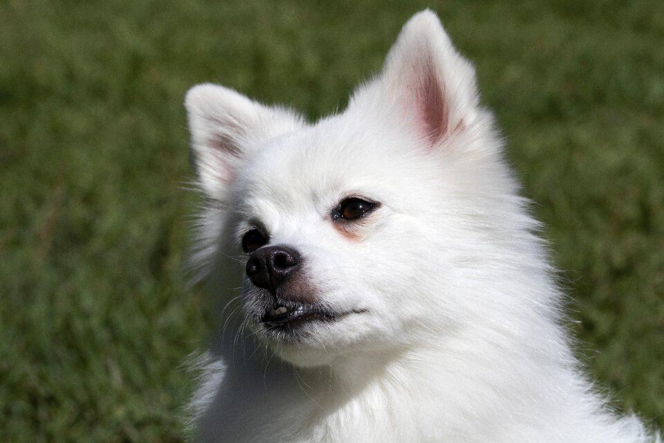 Dog consensus pet dogs