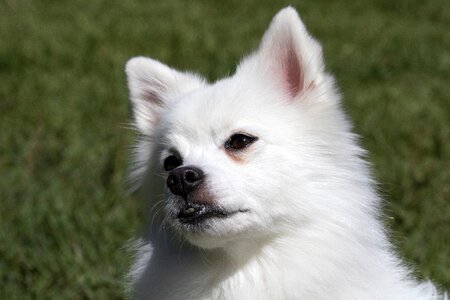 Dog consensus pet dogs