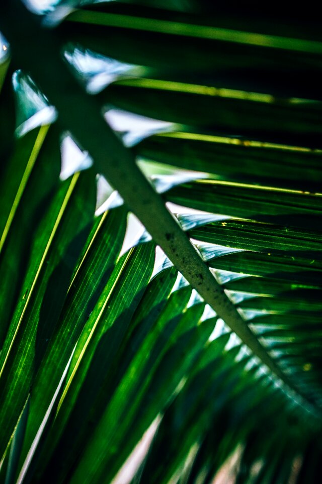 Detail flora foliage