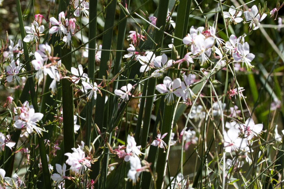 Nature garden beautiful