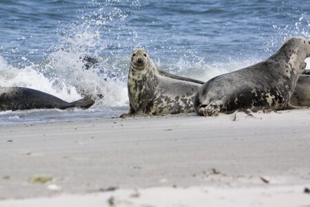 Dune nature helgoland